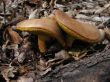 Boletus subtomentosus image
