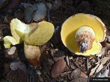 Boletus impolitus image
