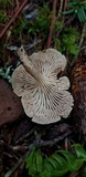 Neolentinus kauffmanii image