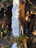 Exidiopsis effusa image