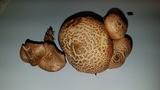 Gymnopilus thiersii image