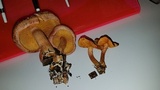 Gymnopilus thiersii image