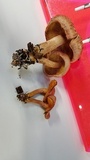 Gymnopilus thiersii image