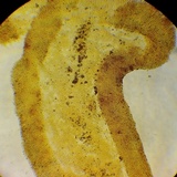 Gymnopilus thiersii image