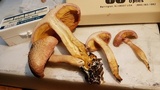 Gymnopilus thiersii image