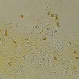 Gymnopilus thiersii image