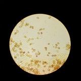 Gymnopilus thiersii image