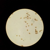 Gymnopilus thiersii image