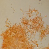 Gymnopilus thiersii image