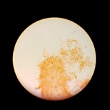 Gymnopilus thiersii image