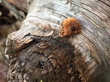 Nidularia pulvinata image