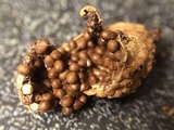 Nidularia pulvinata image