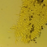 Russula lutea image