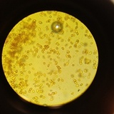 Gymnopilus thiersii image