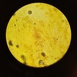 Gymnopilus thiersii image