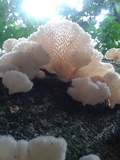Favolus tenuiculus image