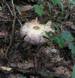 Agaricus silvicola image