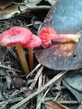 Hygrocybe occidentalis image