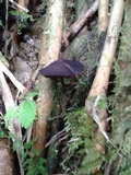Psilocybe guilartensis image