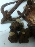 Pulvinula globifera image