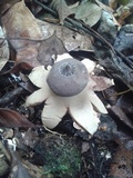 Geastrum lloydianum image