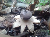 Geastrum lloydianum image