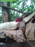 Marasmius haematocephalus image
