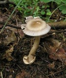 Amanita battarrae image