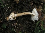 Amanita battarrae image