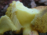 Boletus impolitus image