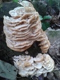 Vanderbylia robiniophila image