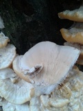 Vanderbylia robiniophila image