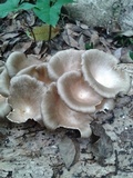 Lentinus sajor-caju image