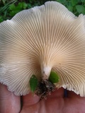 Lentinus scleropus image