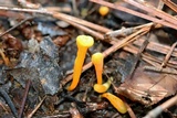 Clavulinopsis laeticolor image