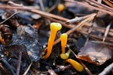 Clavulinopsis laeticolor image