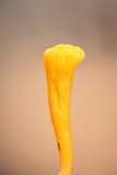 Clavulinopsis laeticolor image