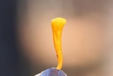 Clavulinopsis laeticolor image
