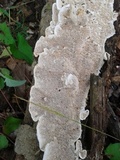 Earliella scabrosa image