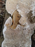 Earliella scabrosa image