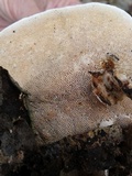 Earliella scabrosa image
