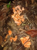 Cantharellus coccolobae image