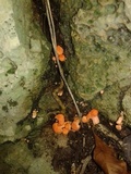 Cantharellus coccolobae image