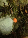 Cantharellus coccolobae image