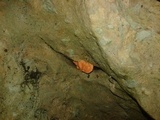Cantharellus coccolobae image