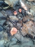 Cantharellus coccolobae image