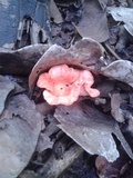 Cantharellus coccolobae image