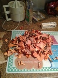 Cantharellus coccolobae image