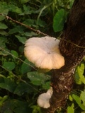 Lentinus scleropus image
