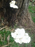 Lentinus scleropus image